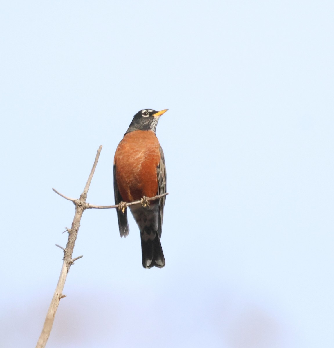 American Robin - ML644209397