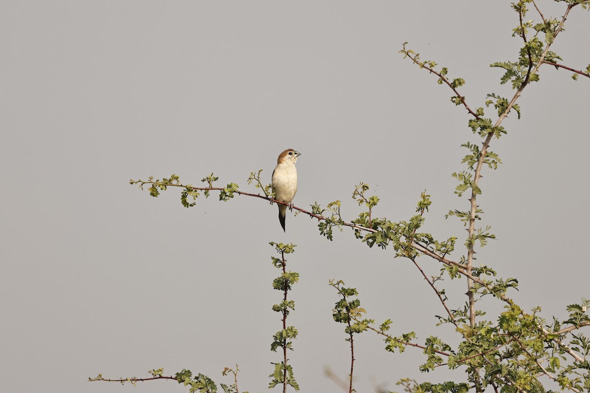 Indian Silverbill - ML644209401