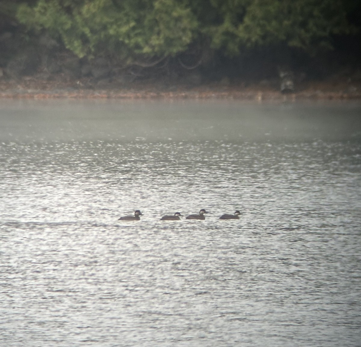 Macreuse à bec jaune - ML644209404