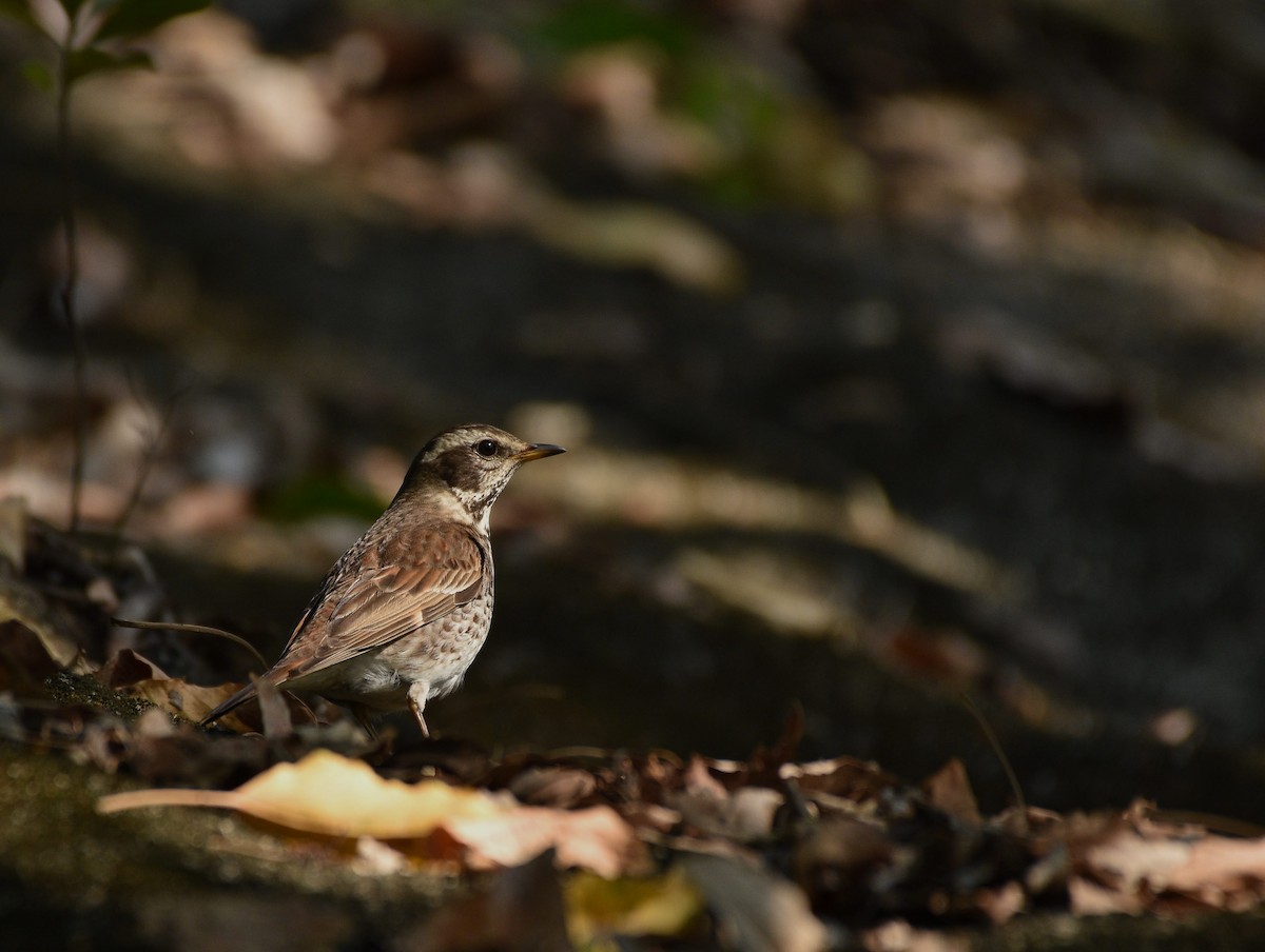 Dusky Thrush - ML644209420
