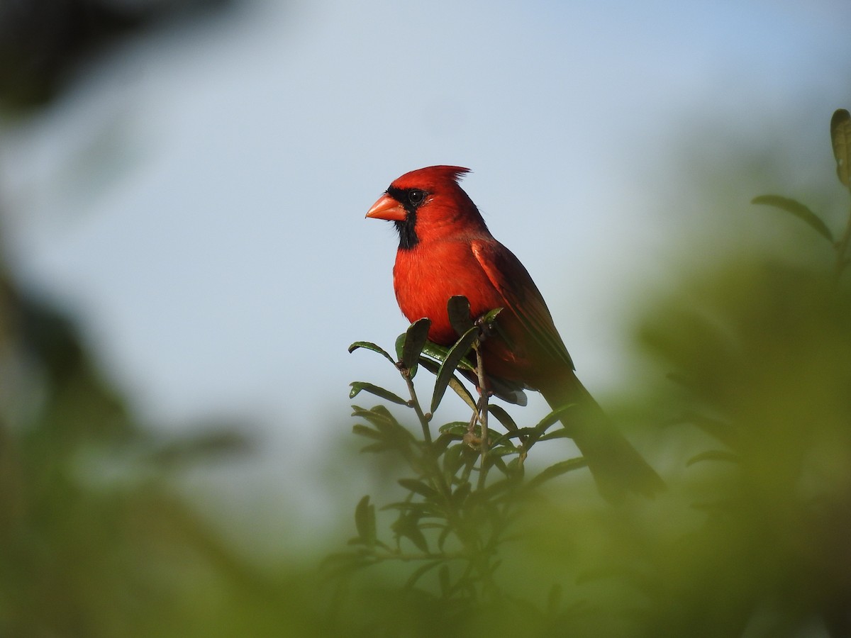 Northern Cardinal - ML644209429