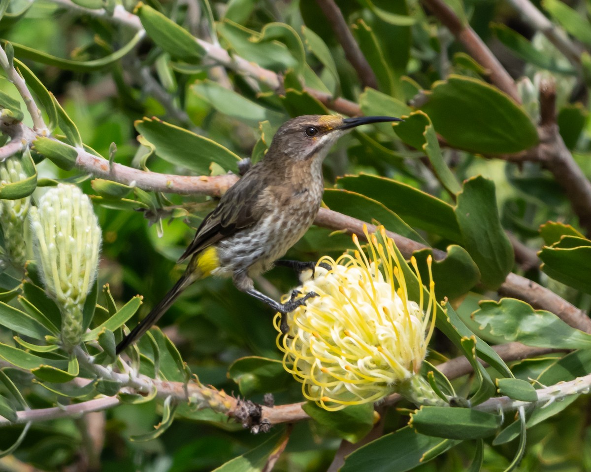Cape Sugarbird - ML644209430