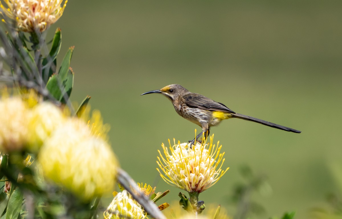 Cape Sugarbird - ML644209431