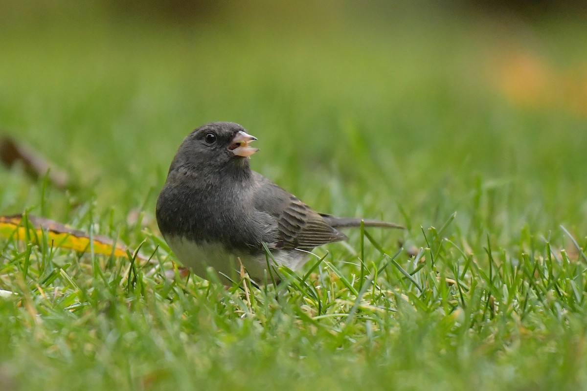 Dark-eyed Junco - ML644209437