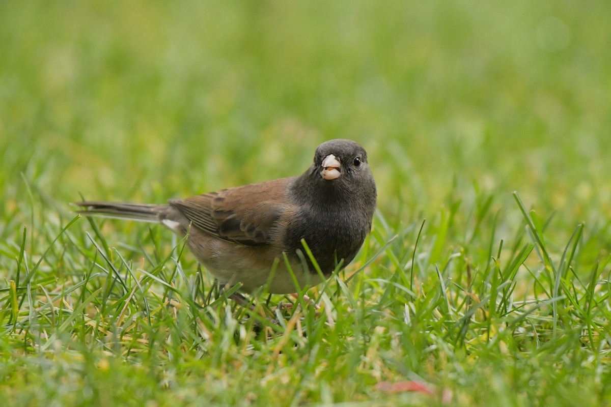 Dark-eyed Junco - ML644209438