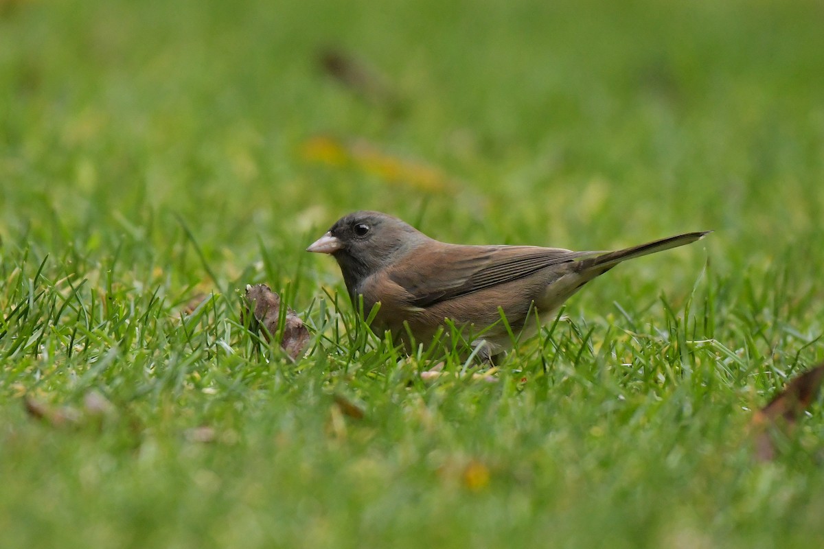 Dark-eyed Junco - ML644209439