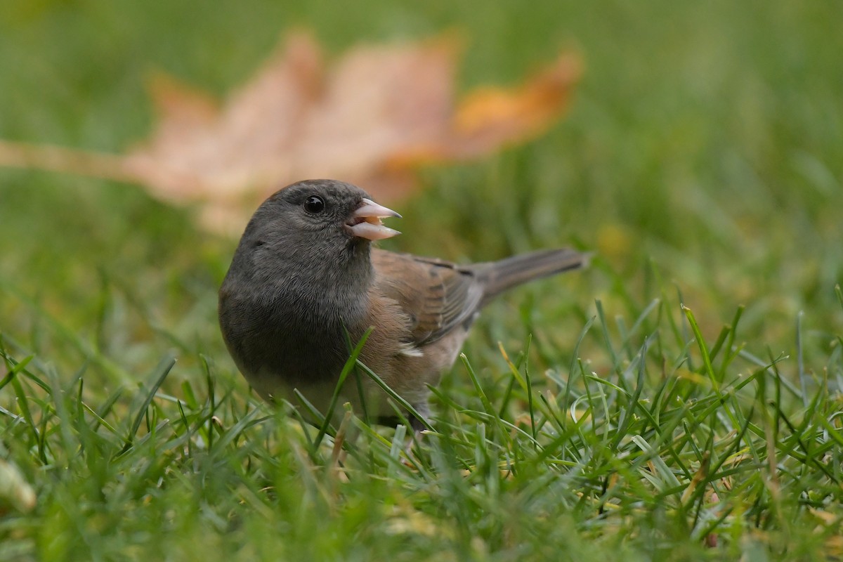 Dark-eyed Junco - ML644209440