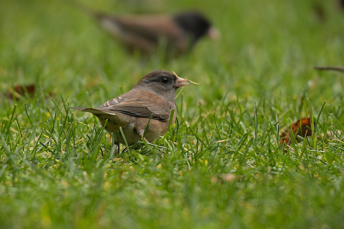 Dark-eyed Junco - ML644209441