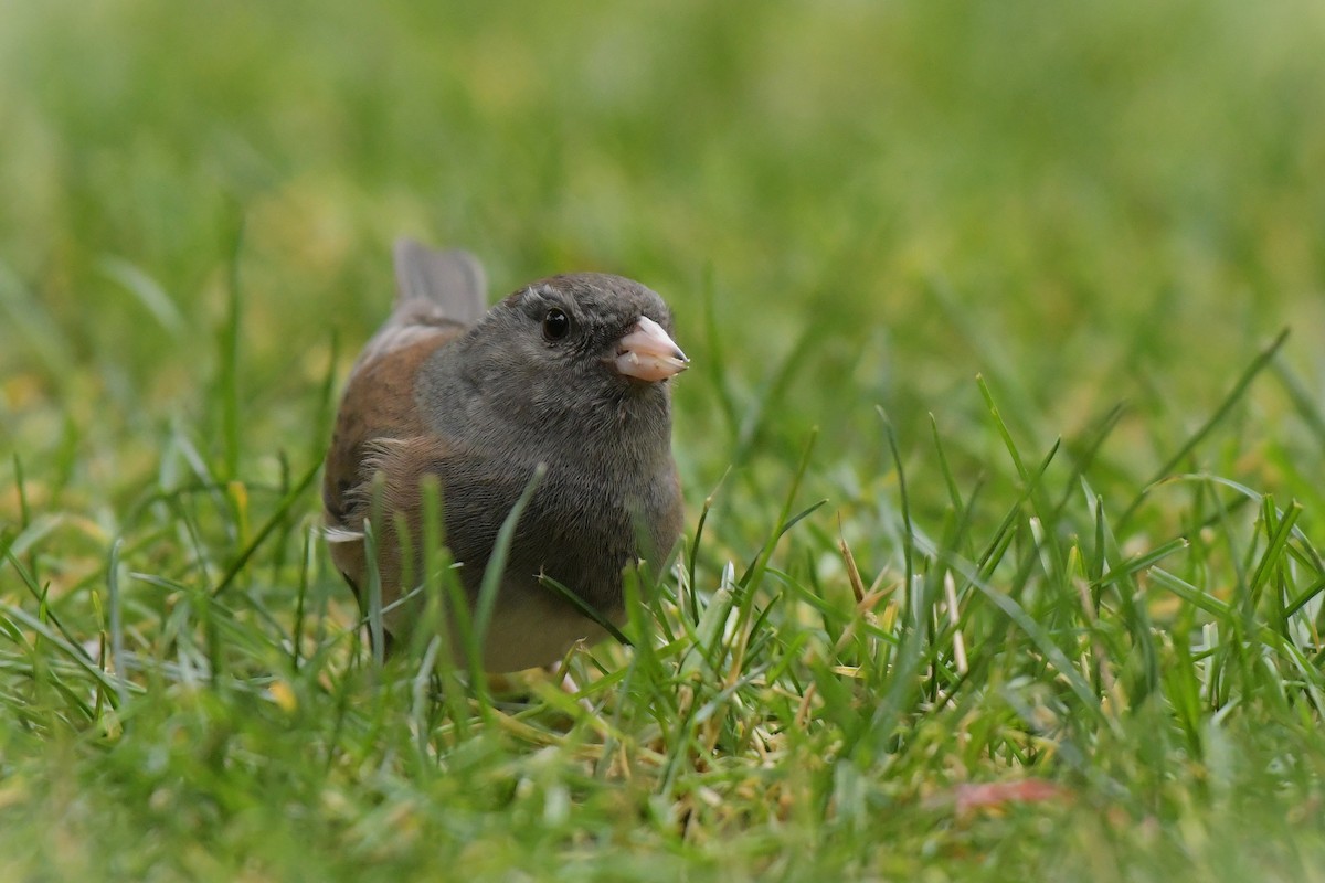Dark-eyed Junco - ML644209442