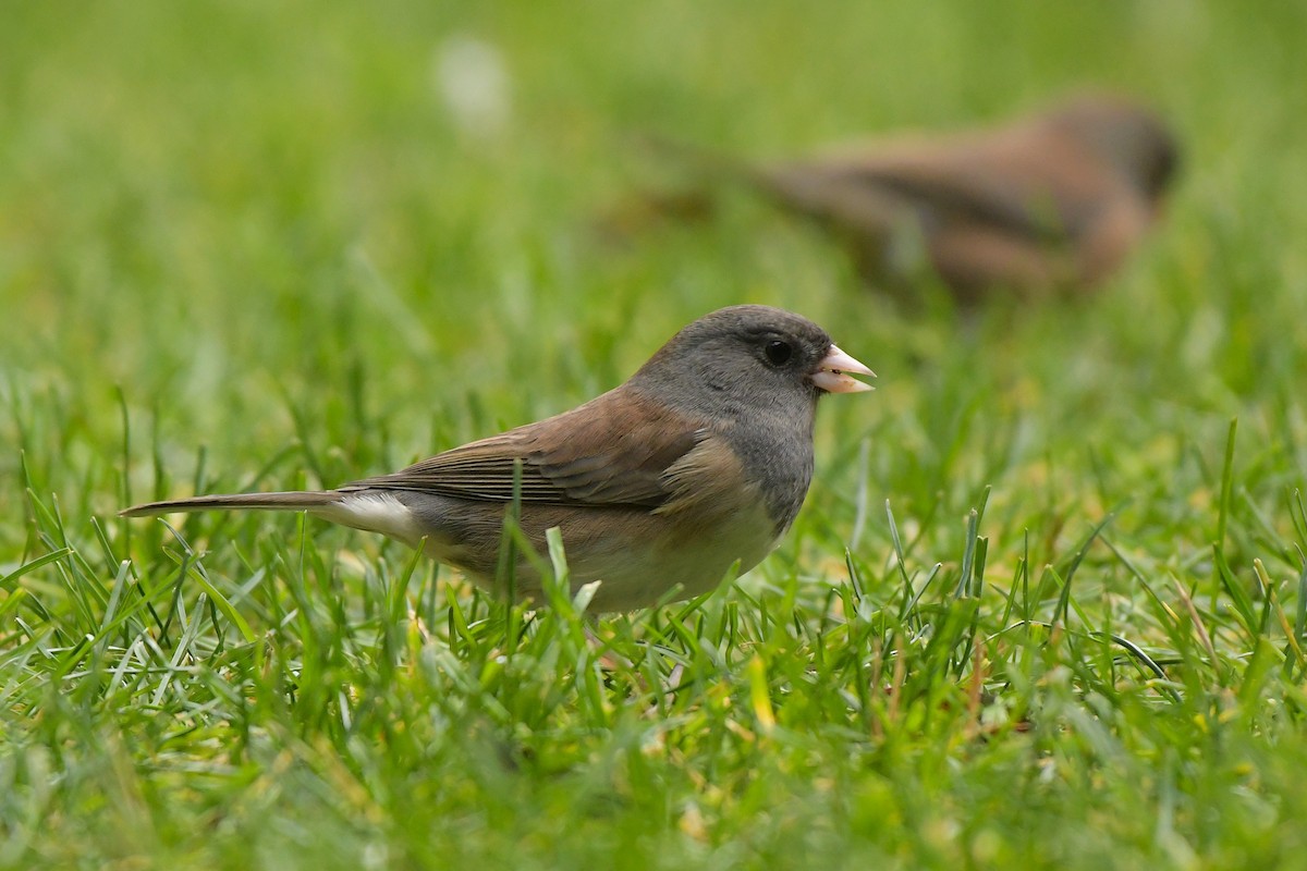 Dark-eyed Junco - ML644209443