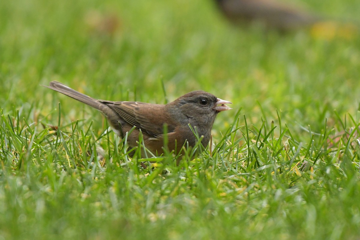 Dark-eyed Junco - ML644209444