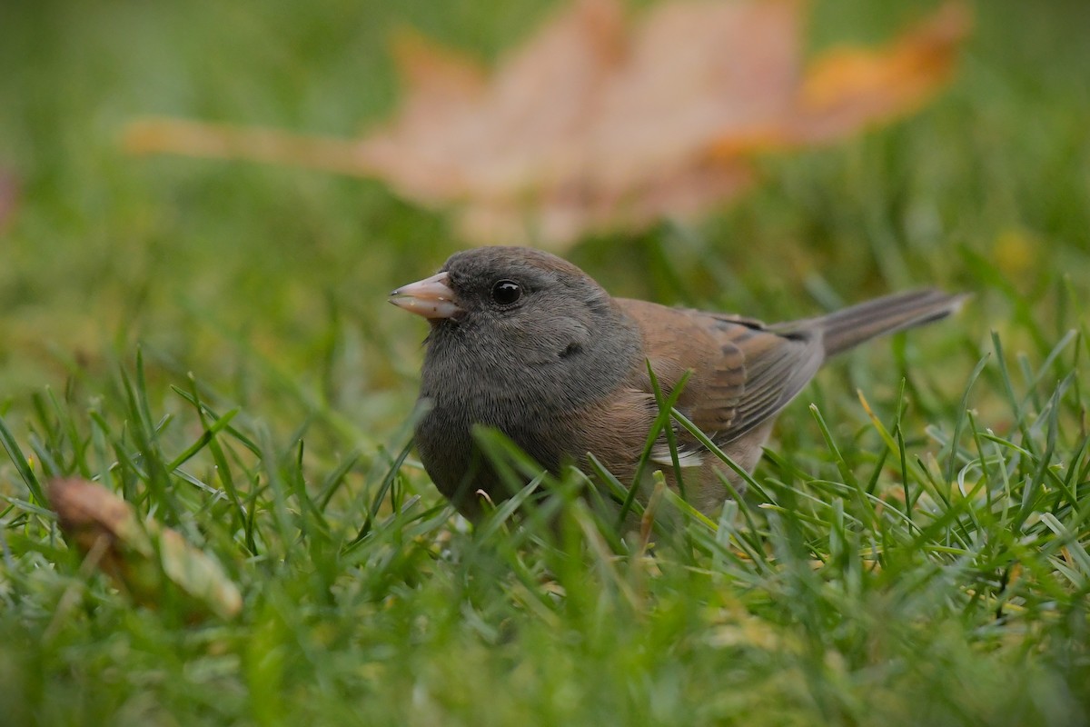 Dark-eyed Junco - ML644209445