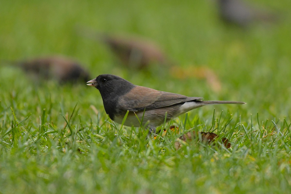 Dark-eyed Junco - ML644209446