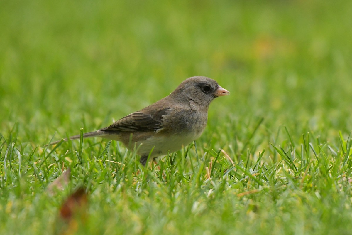 Dark-eyed Junco - ML644209447