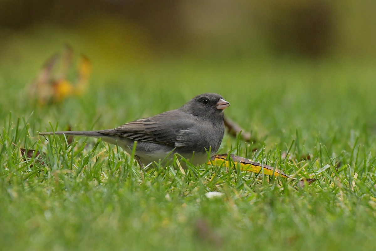 Dark-eyed Junco - ML644209448