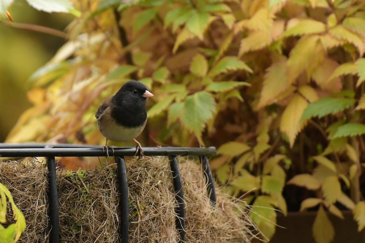 Dark-eyed Junco - ML644209449