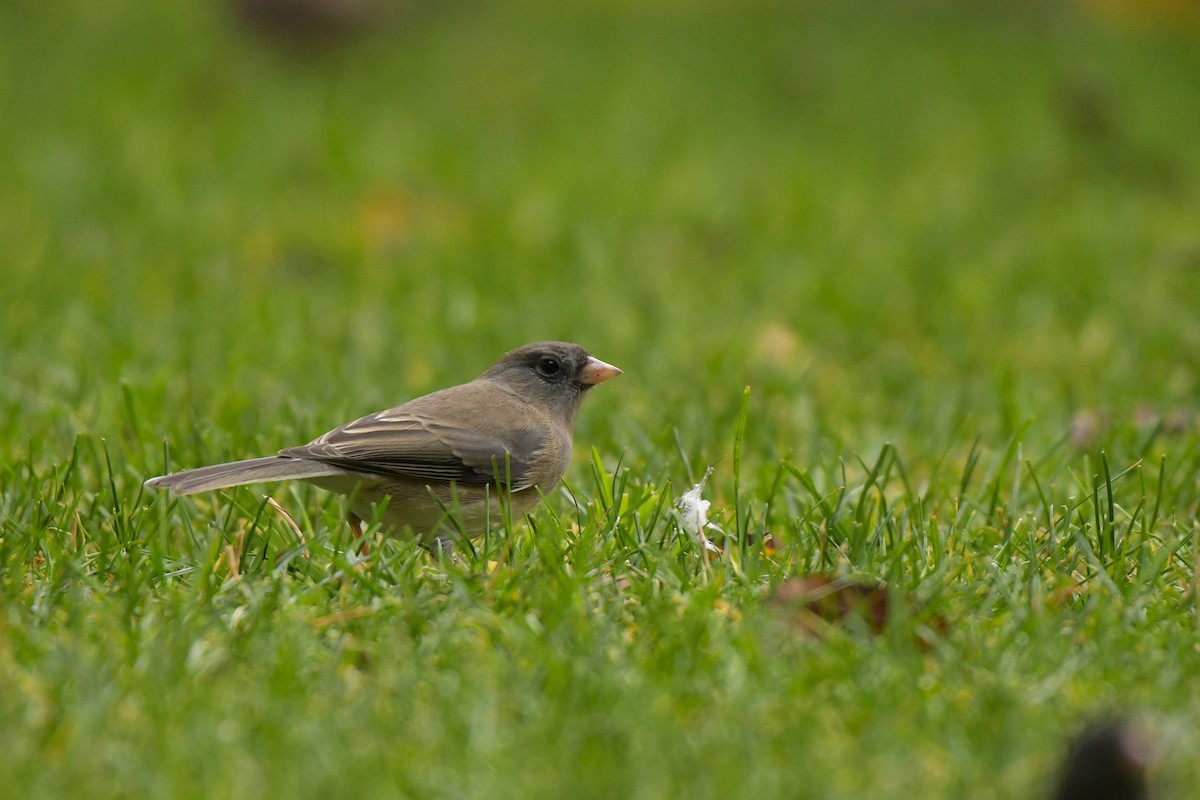 Dark-eyed Junco - ML644209450