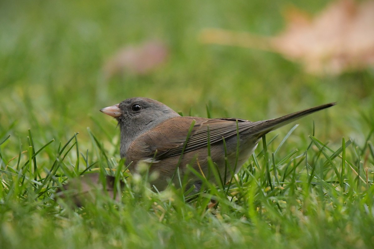 Dark-eyed Junco - ML644209451