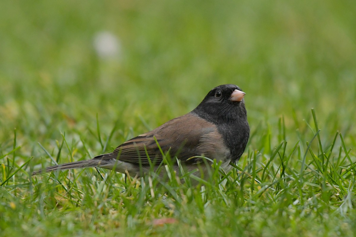 Dark-eyed Junco - ML644209452