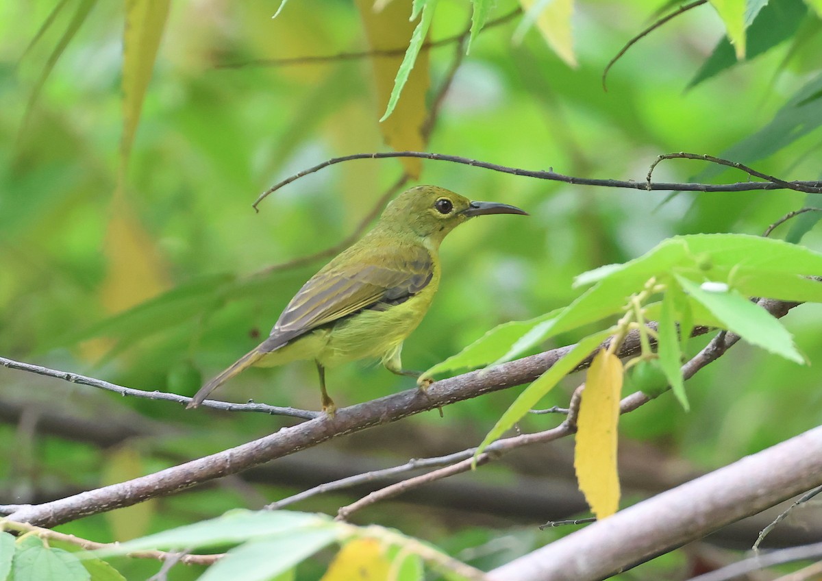 Brown-throated Sunbird - ML644209470