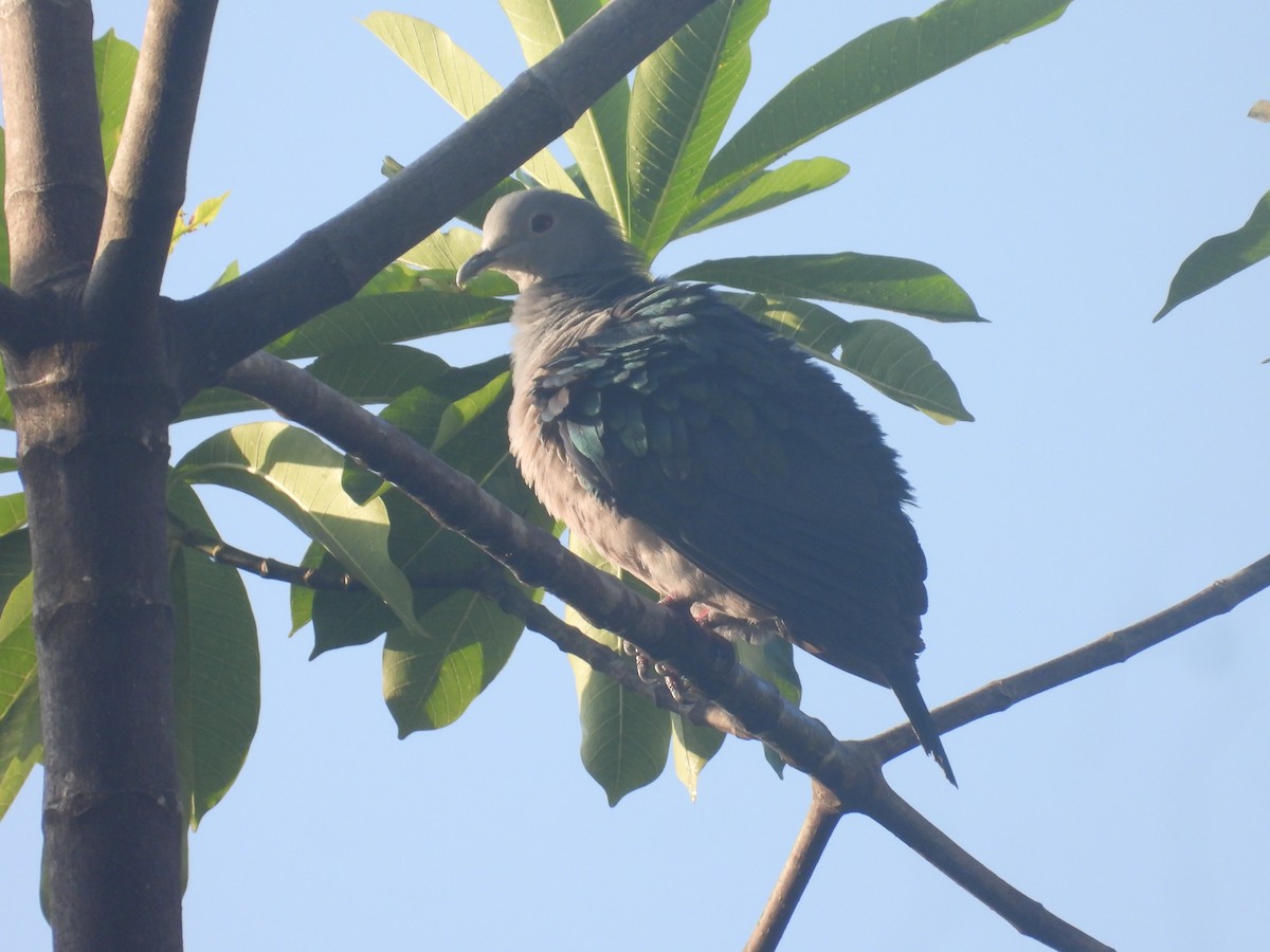 Green Imperial-Pigeon - ML644209476