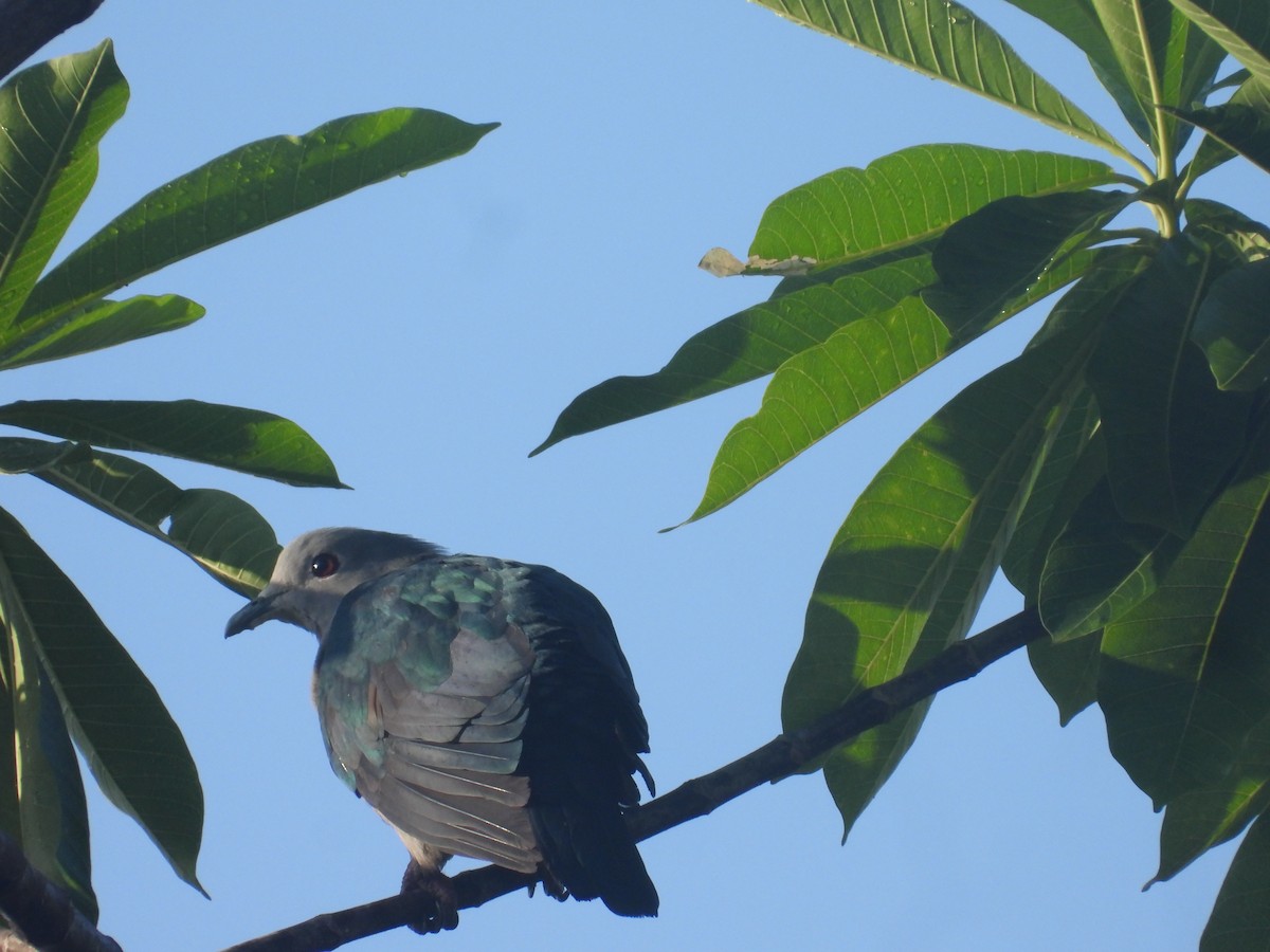 Green Imperial-Pigeon - ML644209477