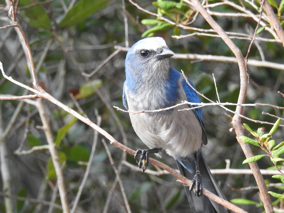 Florida Scrub-Jay - ML644209483