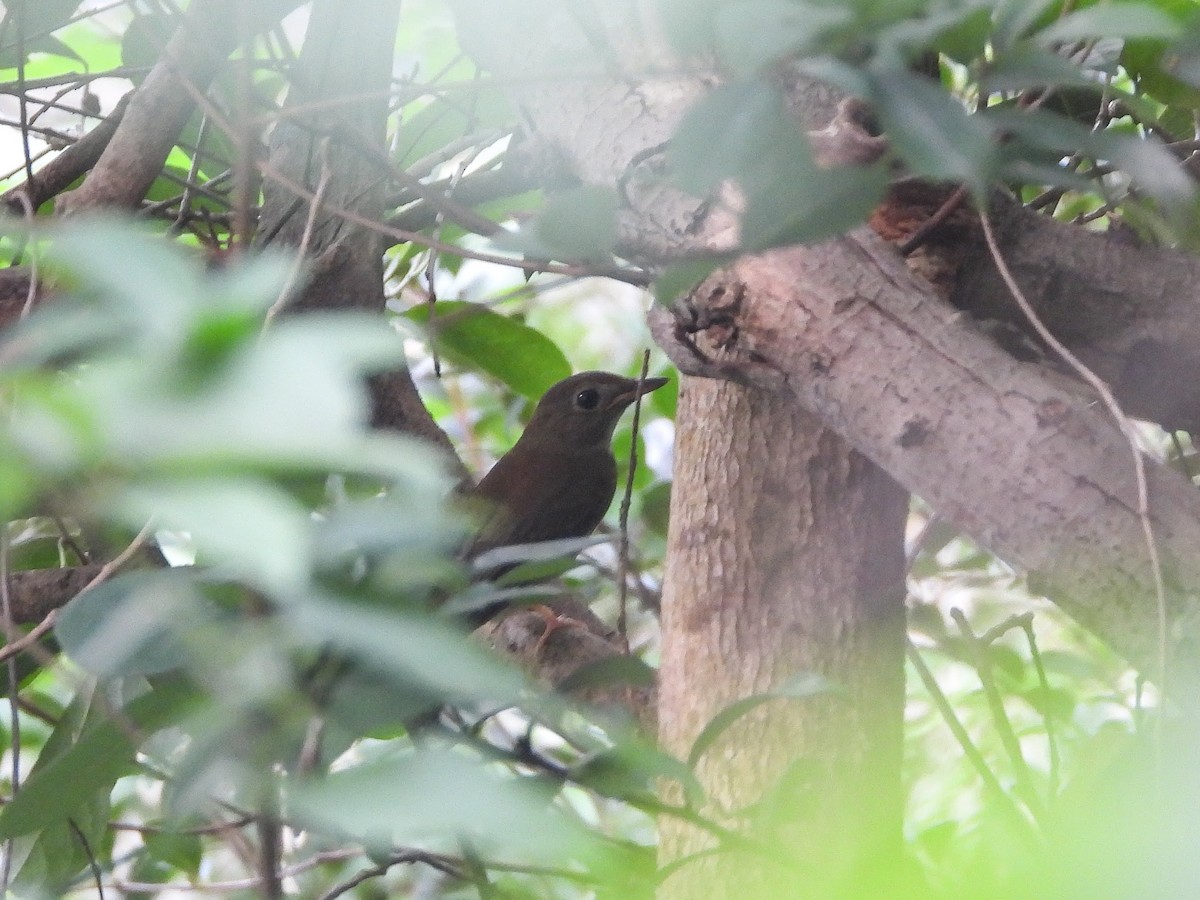 ムナオビミツリンヒタキ - ML644209485