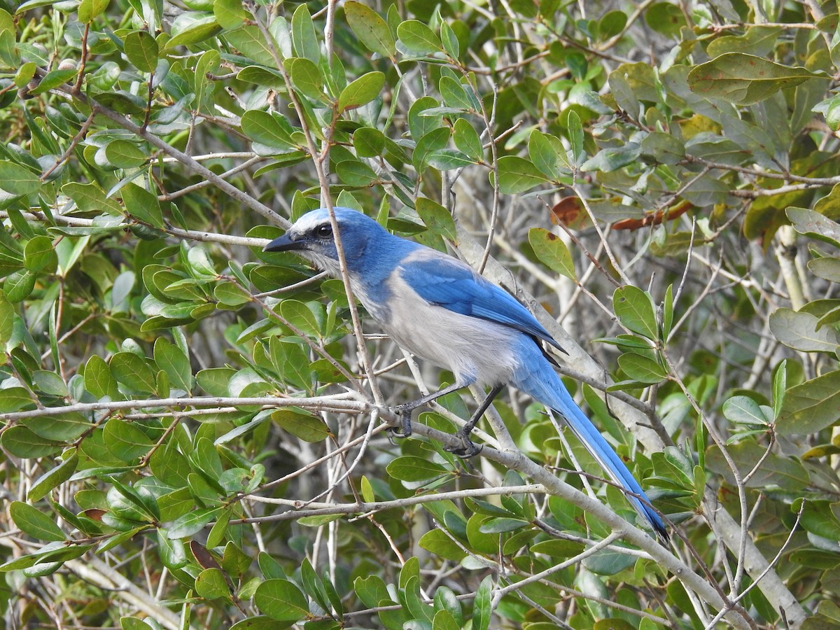 Florida Scrub-Jay - ML644209487