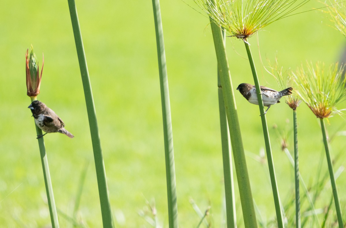 Bronze Mannikin - ML644209489