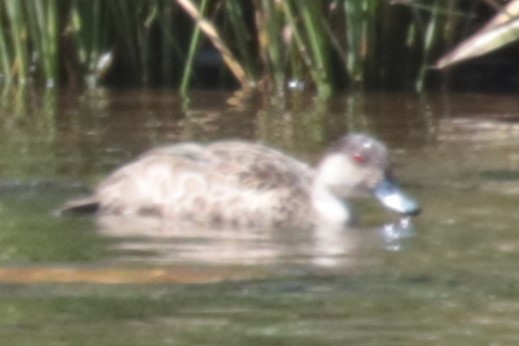 Zertzeta grisa - ML644209502