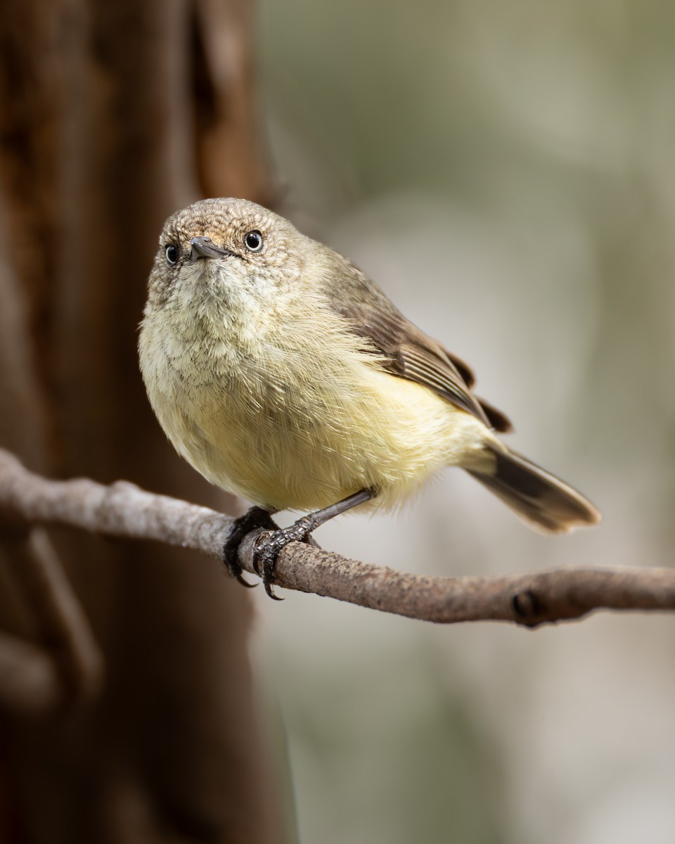 Acanthize à croupion beige - ML644209503
