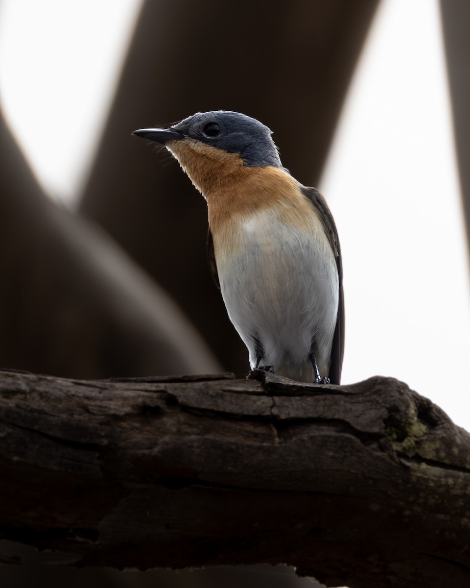 blymonark - ML644209510