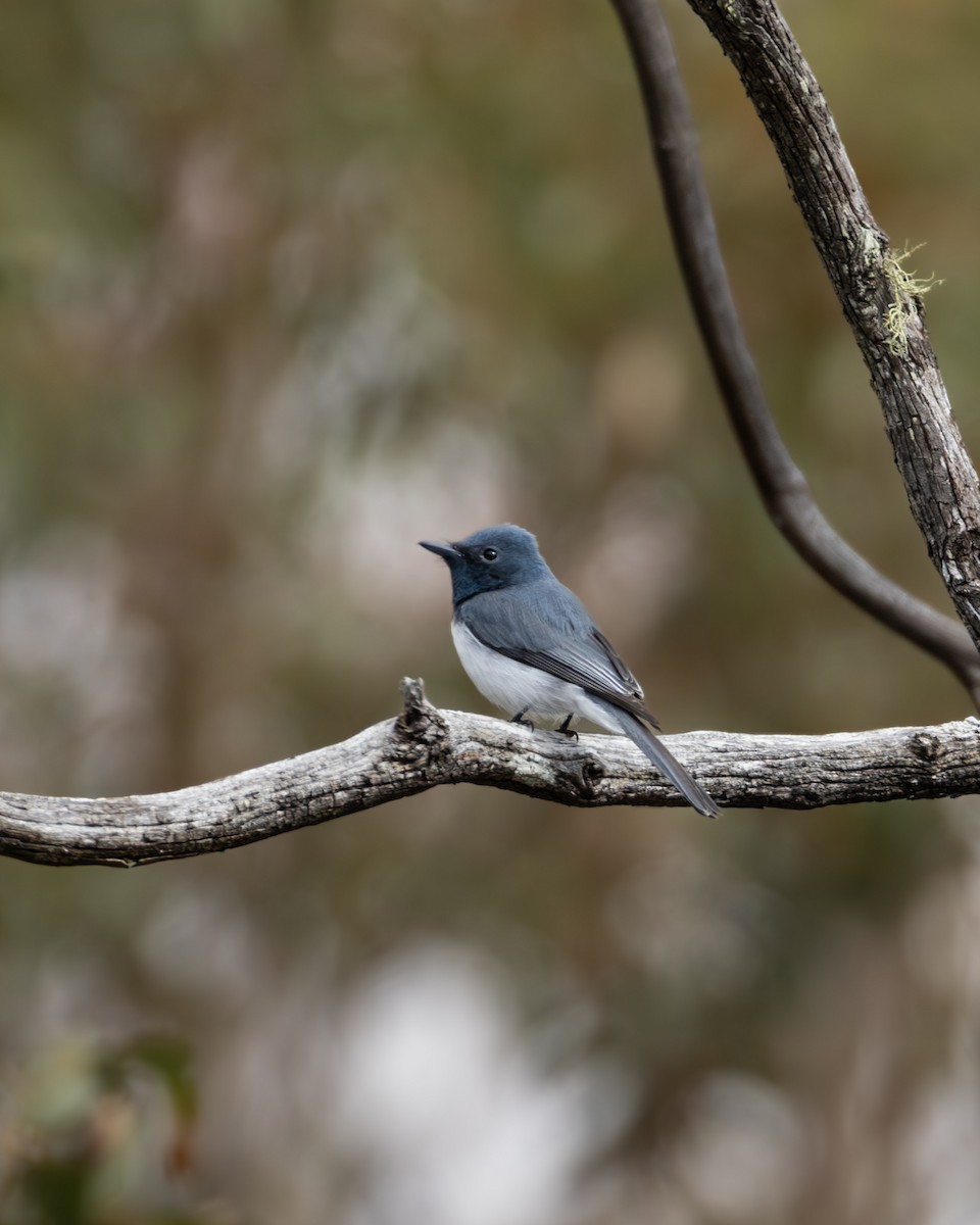 blymonark - ML644209511