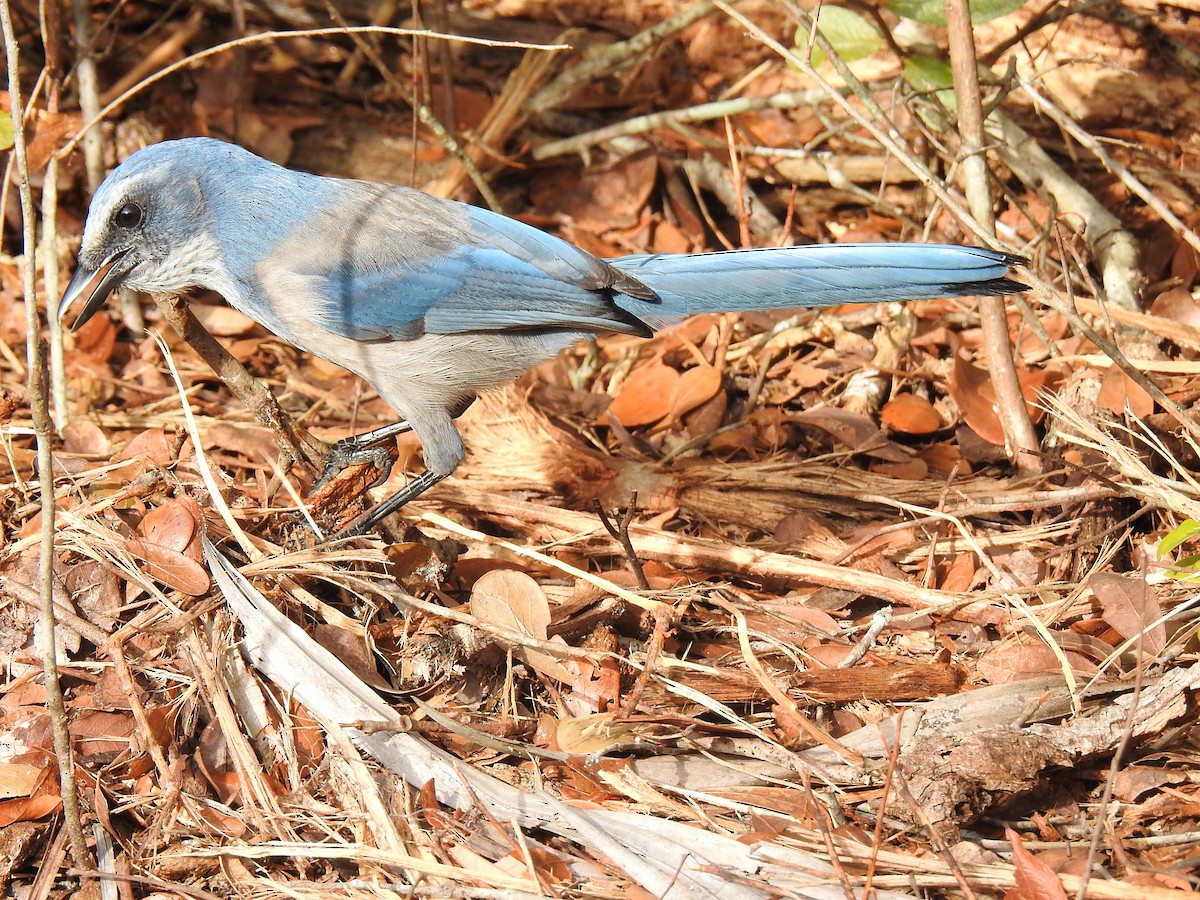 Florida Scrub-Jay - ML644209513