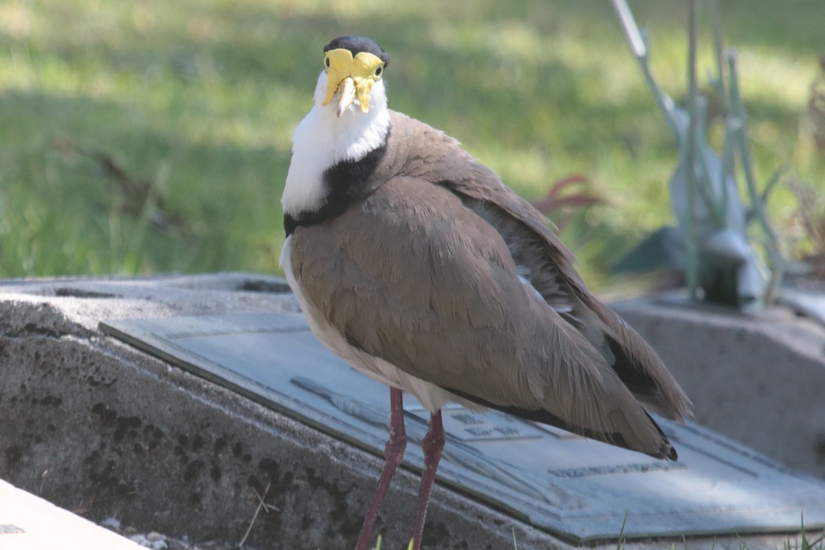 Masked Lapwing - ML644209522