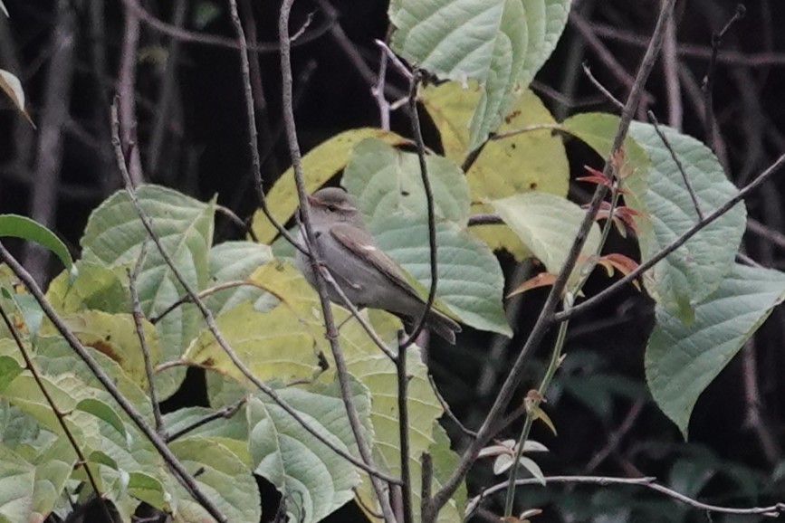 メボソムシクイ属 - ML644209528