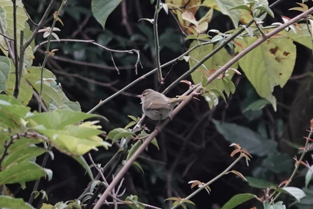 メボソムシクイ属 - ML644209537