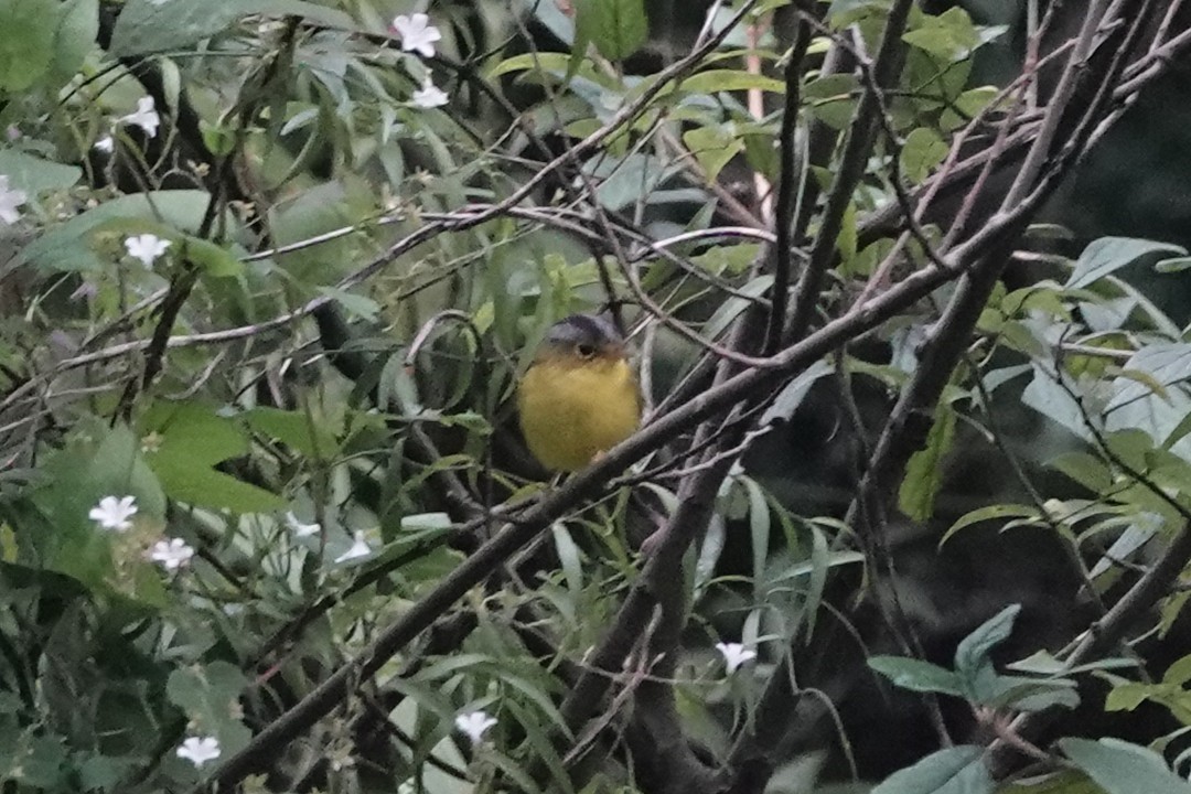 White-spectacled Warbler - ML644209538