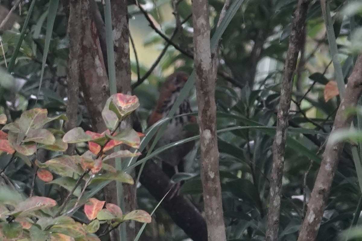 Black-streaked Scimitar-Babbler - ML644209570