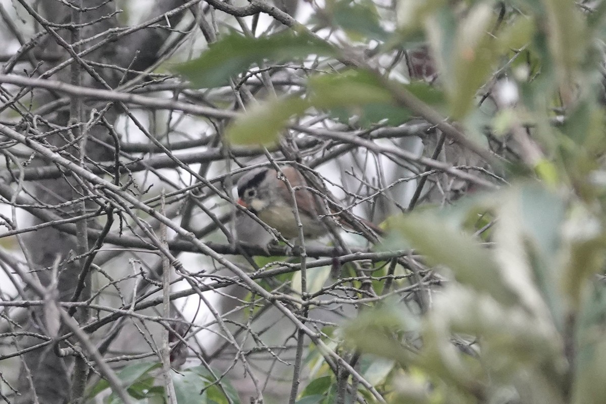 Gray-headed Parrotbill - ML644209576