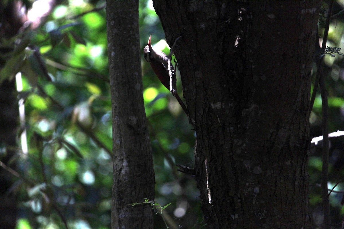 Narrow-billed Woodcreeper - ML644209581