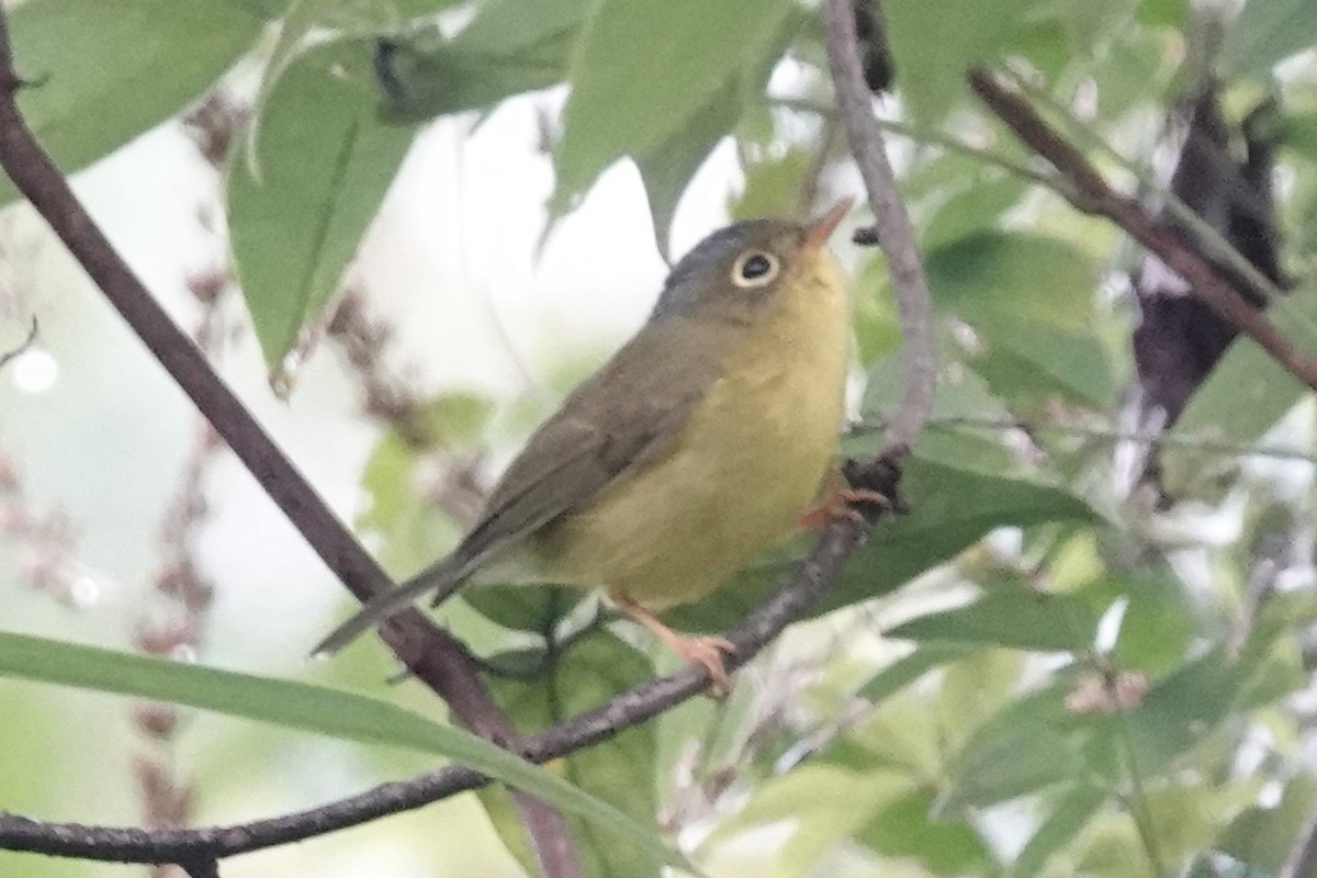 Martens's Warbler - ML644209587