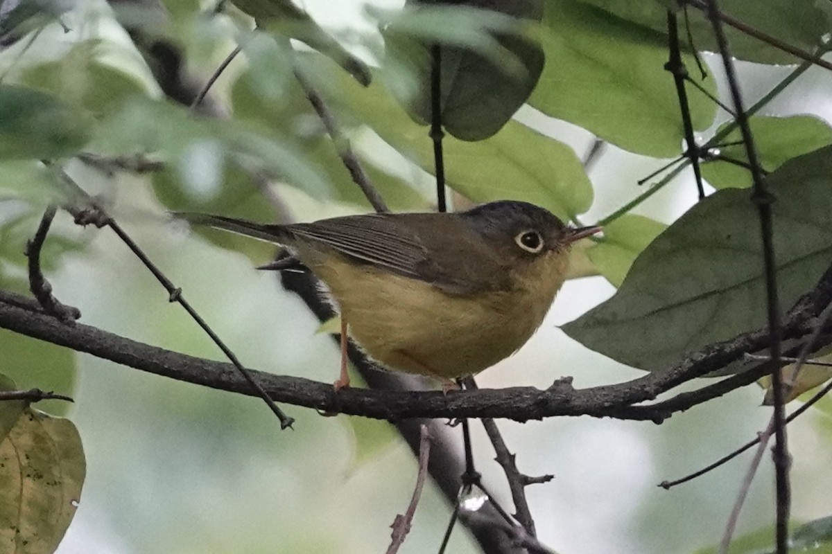 Martens's Warbler - ML644209592