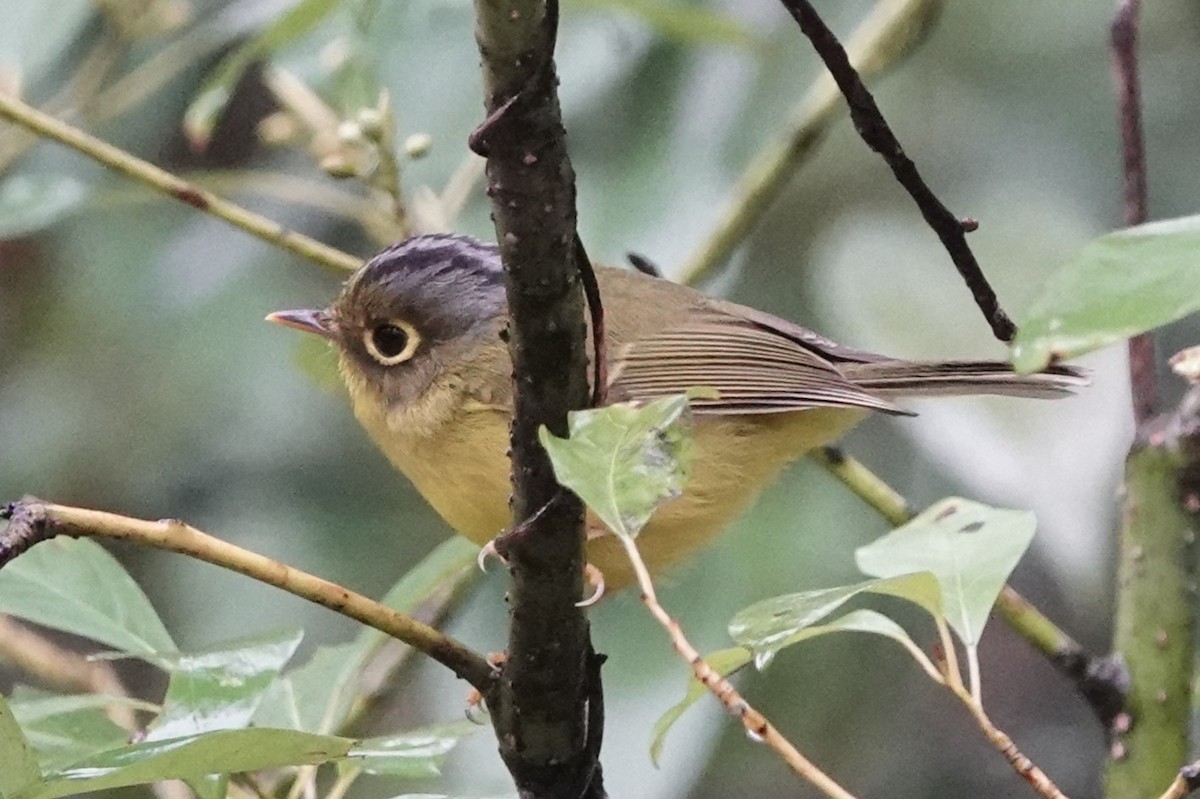 White-spectacled Warbler - ML644209595