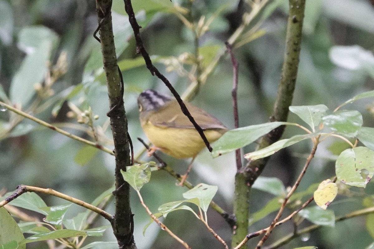 White-spectacled Warbler - ML644209603