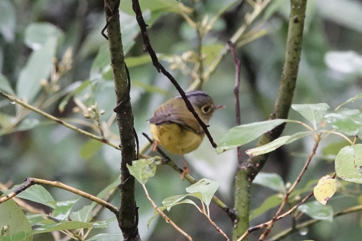 White-spectacled Warbler - ML644209611