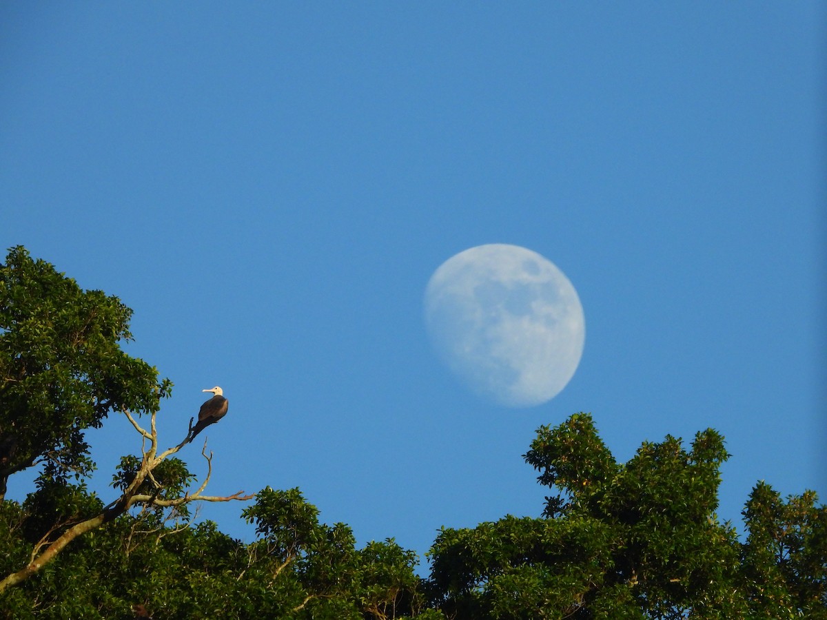 Lesser Frigatebird - ML644209612