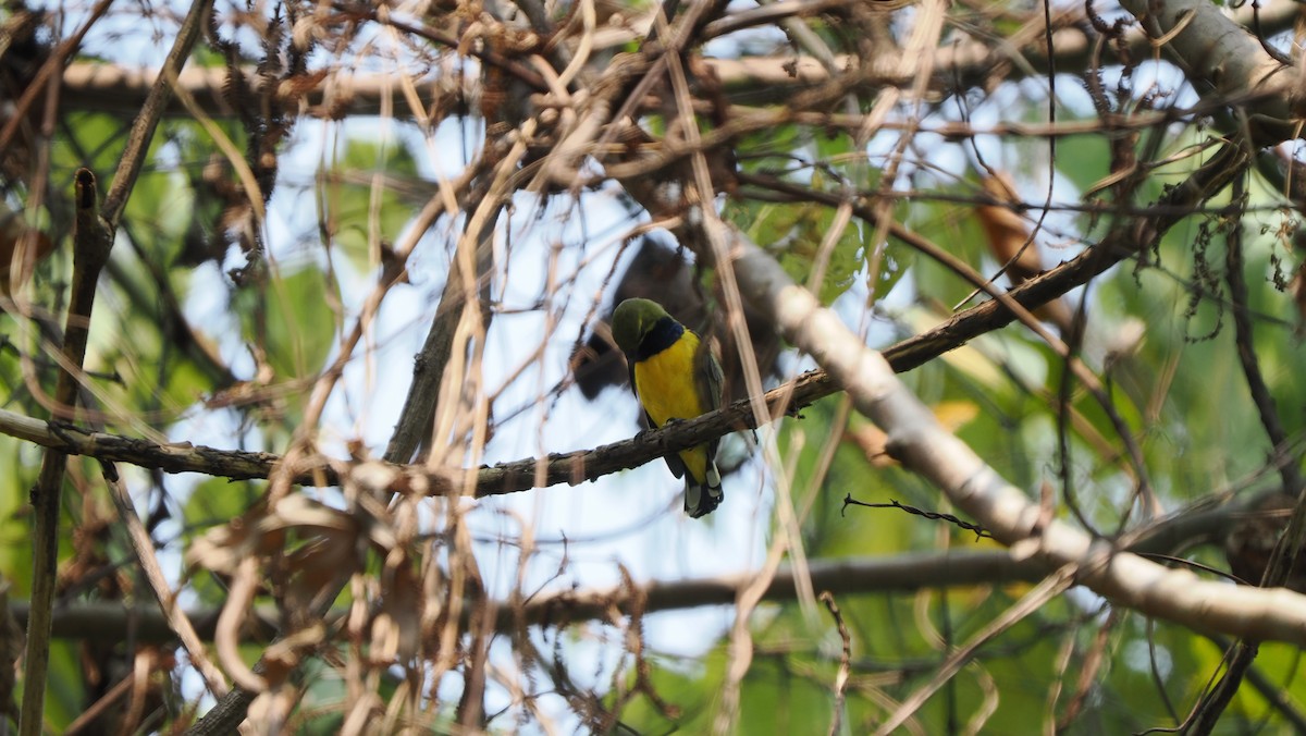 Sahul Sunbird - ML644209626