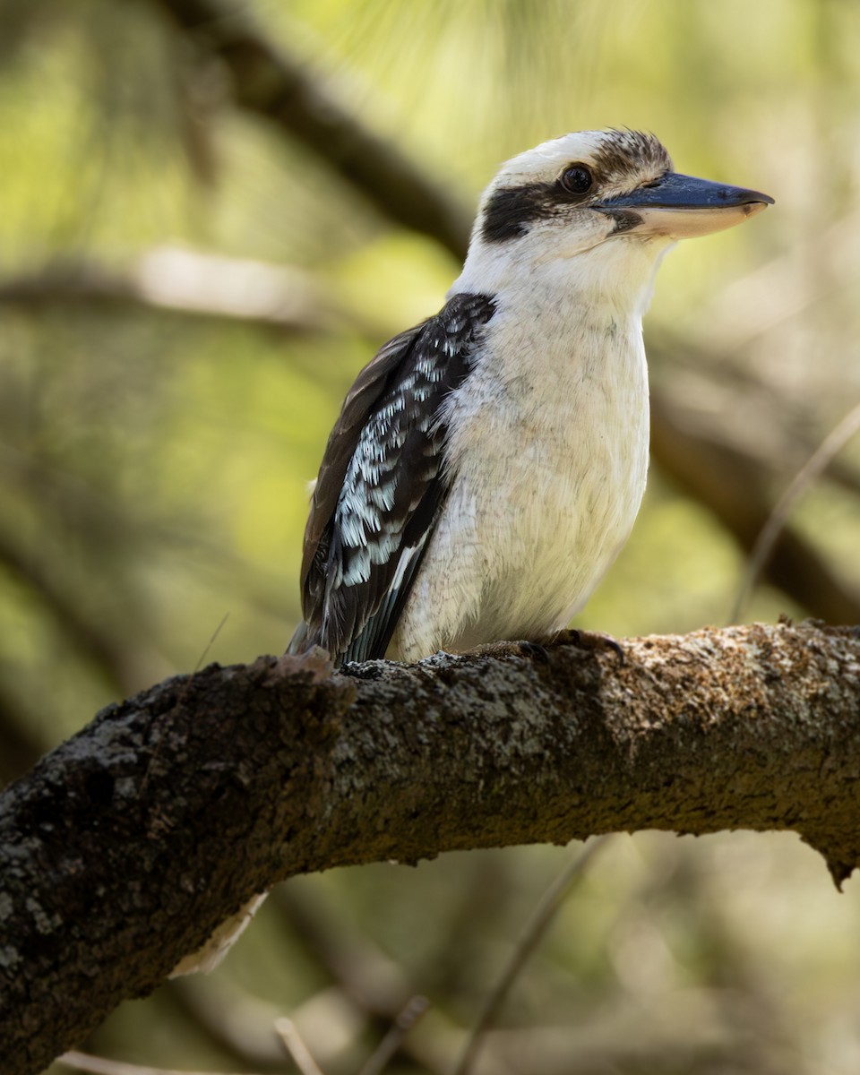 Laughing Kookaburra - ML644209629